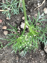 Cyclospermum