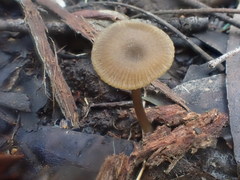 Entoloma readiae