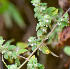 Minthostachys mollis