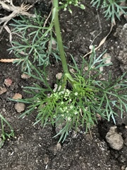 Cyclospermum