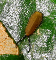 Basipta stolida