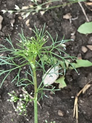 Cyclospermum