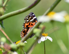Vanessa altissima