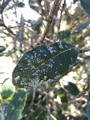 Feijoa sellowiana