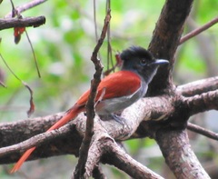 Terpsiphone viridis granti