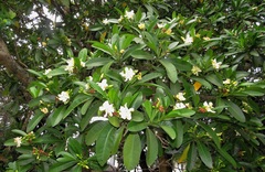Voacanga thouarsii