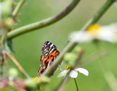 Vanessa altissima