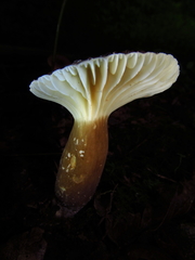Lactifluus gerardii