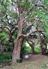 Voacanga thouarsii