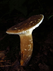 Lactifluus gerardii