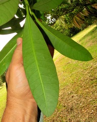 Voacanga thouarsii