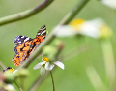 Vanessa altissima