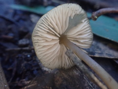 Entoloma readiae