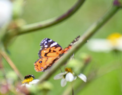 Vanessa altissima