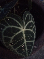 Anthurium clarinervium