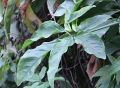 Syngonium auritum