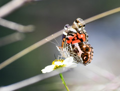 Vanessa altissima
