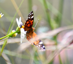Vanessa altissima