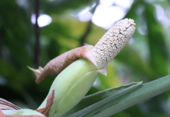 Syngonium auritum
