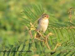 Sporophila peruviana