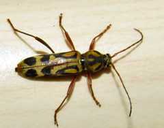 Chlorophorus annularis
