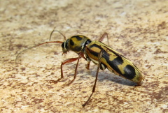 Chlorophorus annularis