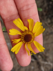 Helenium brevifolium
