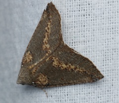 Cassythaphaga macarta