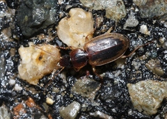 Tanystoma maculicolle
