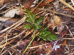 Sceptridium robustum