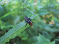 Dichromyia sanguiniceps