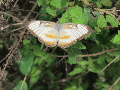 Lepidoptera