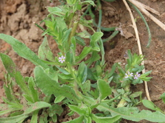 Lythrum tribracteatum