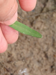 Helenium brevifolium