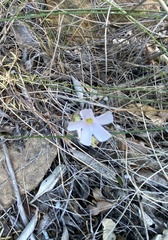 Oxalis dentata