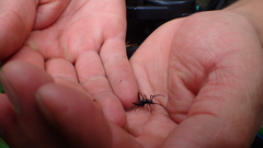 Micrathena raimondi