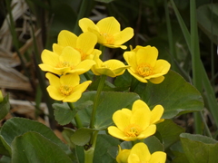 Caltha palustris radicans