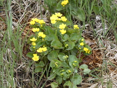 Caltha palustris radicans