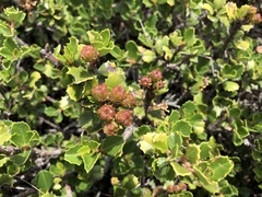 Ceanothus decornutus