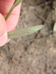 Helenium brevifolium