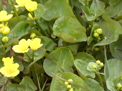 Caltha palustris radicans