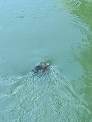 Lutrogale perspicillata