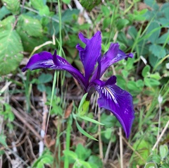 Iris tenax tenax