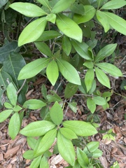 Litsea rotundifolia