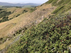 Ceanothus decornutus