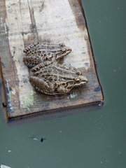 Leptodactylus macrosternum