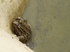 Leptodactylus macrosternum