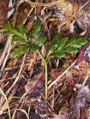 Sceptridium robustum