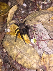 Uliodon albopunctatus