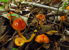 Gliophorus perplexus